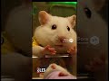 Los 6 bebés de mi hamster opaquito #comedy #humor #hamster #memes #hamsters #pets