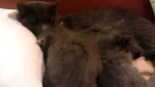 Подборка приколов. Кошки. Любимые котята. Подборка приколов. Кошки. Любимые котята.