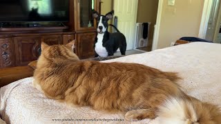 Funny Bouncing Great Dane & Cat Play Whack A Dane On The Bed by Max and Katie the Great Danes 1,180 views 5 days ago 3 minutes, 20 seconds