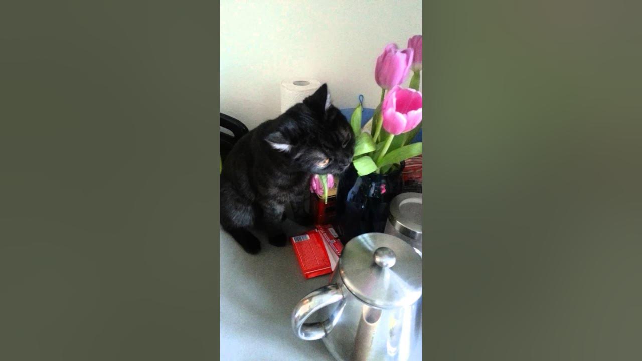 кошечка с тюльпанами. кошечка с тюльпанами. кот ест домашние растения. кот в цветах тюльпанах. кошки и комнатные растения.
