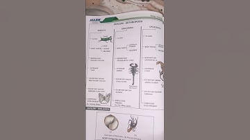 Phylum Arthropoda: Masters of Adaptation and Diversity! 🕷️🦋🦀"