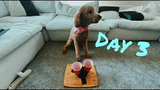 2 for 2 Cup TRICK SHOT!!! Day 3 (Hitting 50k Live)