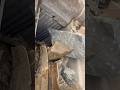 #crushing #crushingtime #constructionequipment #excavator #sandmentcrushing