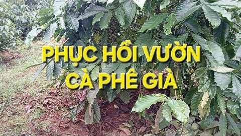 Hướng dẫn phục hồi vườn cà phê già cỗi rất đơn giản, dễ làm, hiệu quả cao. 