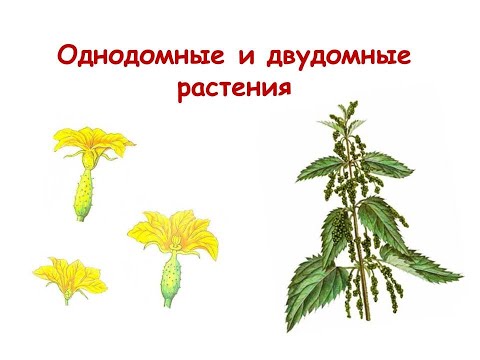 Видео: Еднодомни растения: примери
