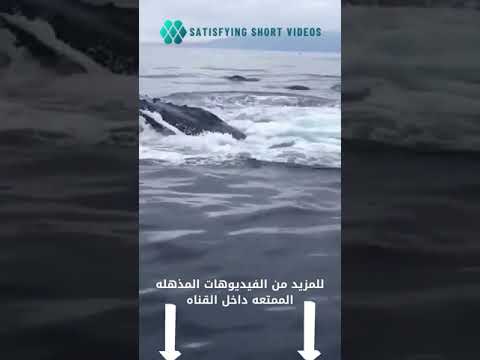 الحيتان التي لم تراها من قبل 25 2 5    