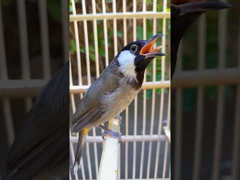 مزاوف طيره نثيه البلبل بلابل لاتنسون الاشتراك بلقناه