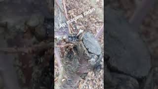 BUDAMA SONRASI AŞI MACUNU ZARARLARI