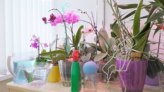 Поливаю орхидеи с удобрением./ Удобряю ли цветущие?/ Цеофлора - особый компонент грунта и это важно. Видео: Поливаю орхидеи с удобрением./ Удобряю ли цветущие?/ Цеофлора - особый компонент грунта и это важно.