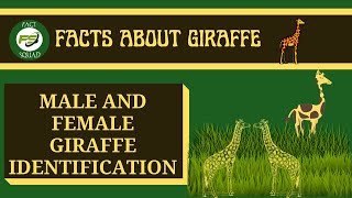 MALE AND FEMALE GIRAFFE | INFORMATION ABOUT GIRAFFE | GIRAFFE FACTS | FUN FACTS ABOUT GIRAFFE