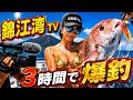 【#女船長 】衝撃‼︎午前中3時間でクーラー満タン‼︎ #爆釣 #釣り夫婦 #錦江湾 #タイラバ #ファーストクラス