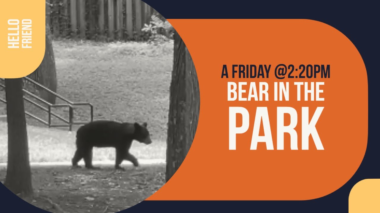 Bear Encounter in the Park YouTube