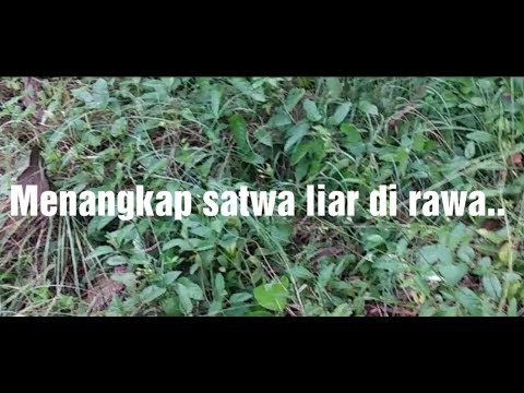 Video: Hewan Apa Yang Hidup Di Rawa?