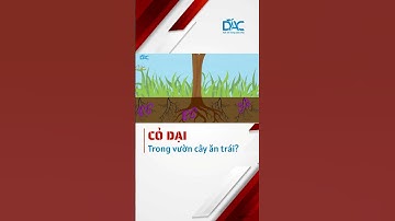 CỎ DẠI trong vườn cây ăn trái?