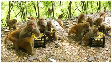 Feeding Grapes To Hungry Monkey | Wild Monkeys Eating Grape Fruit