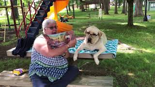 Lagertails The View From The Zoo