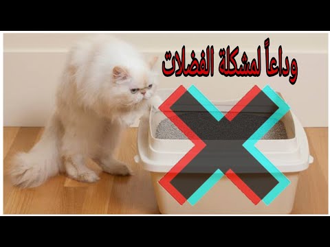 فيديو: ما هو صنع فضلات القطط؟