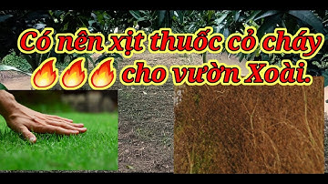 Có Nên Dùng Thuốc Trừ Cỏ Cháy Cho Vườn Trái Cây Của Mình? Tác Hại Thuốc Diệt Cỏ...