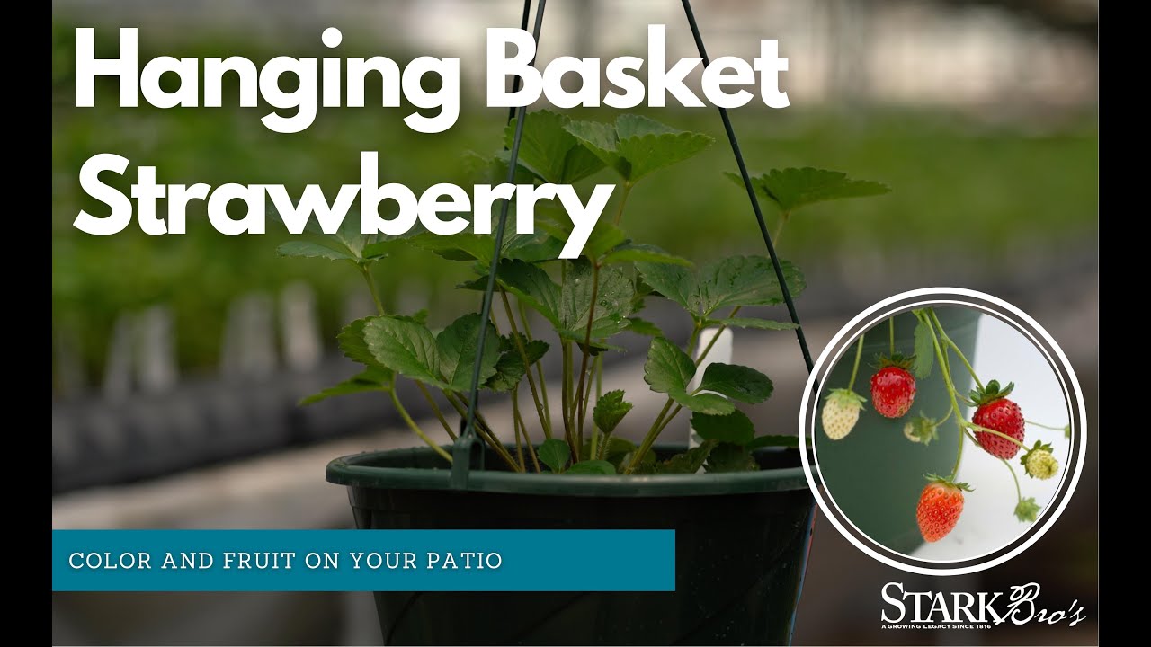 Bushel and Berry® Raspberry Shortcake® Plants - Stark Bro's Nurseries