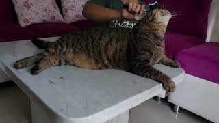 Asmr Mumu Cat Be Combed His Fur  