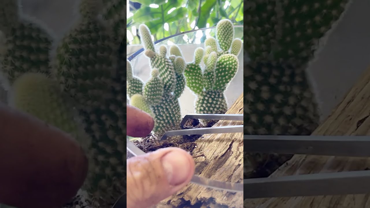 Cactus Terrarium Moss Howto Diy Fyp Portland Plants Succulents