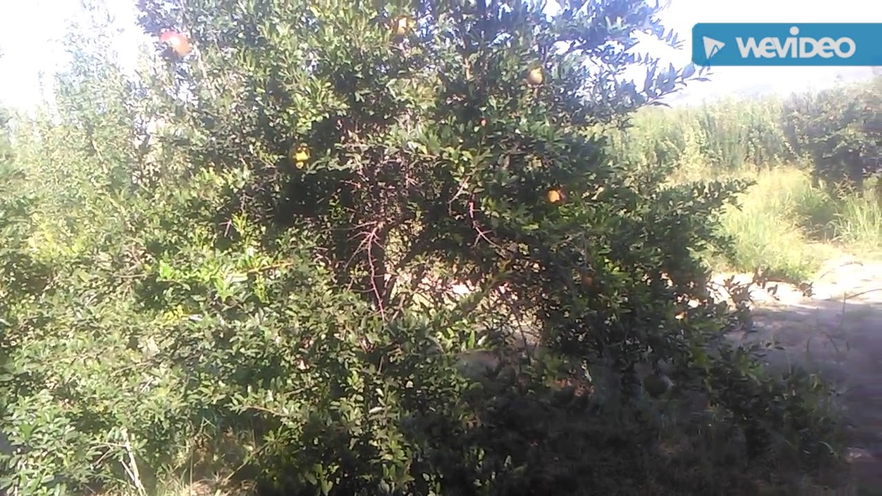 Nar Çiçeği Faydaları Nar Çiçeği Çayı Faydaları Nar Çiçeği Faydaları Nar Çiçeği Çayı Faydaları