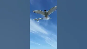 Норильские полярные крачки