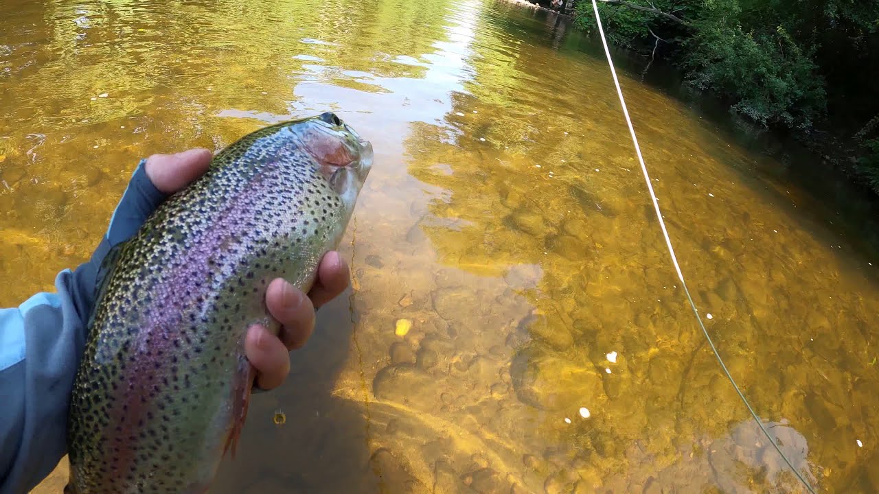 Caught on my dry fly rod using 7X, swinging Brophy's Minnow with no weight, dont ask...