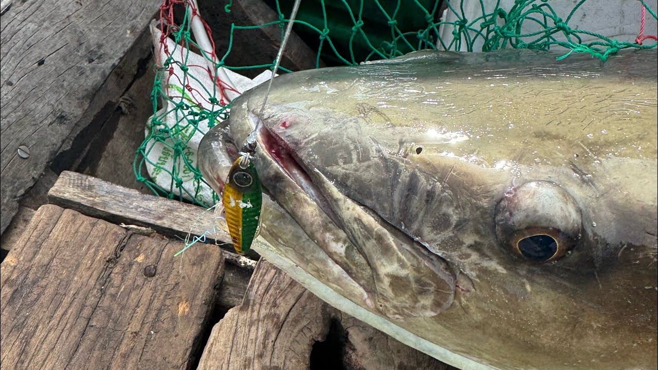 Ripple Fisher Selfish Ns632 Vs Cobia 20++kg YouTube