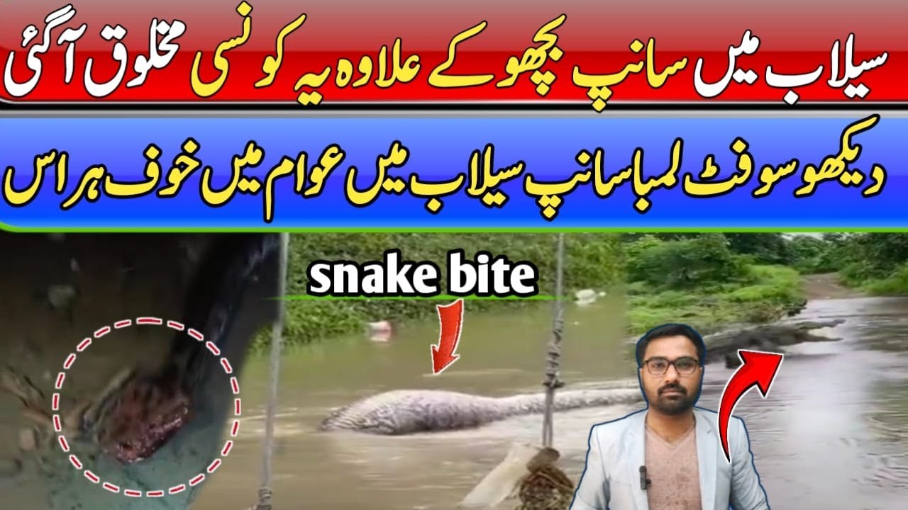 Flood News Pakistan | Floods in Punjab Bring Deadly Snakes & Poisonous Insects | Big Danger Ahead
