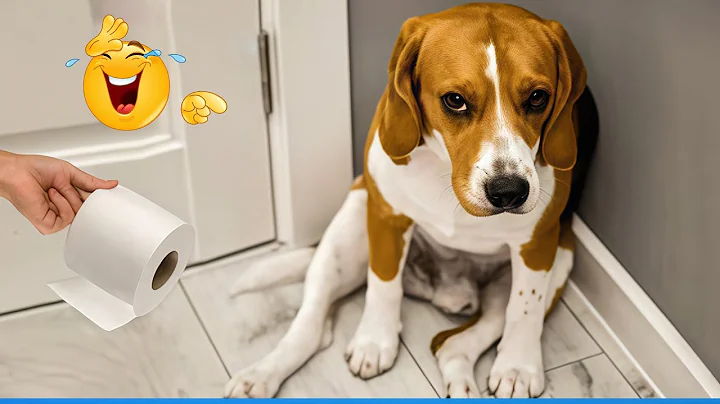 Video 11694091: funny cat compilation funniest, cat funny animals compilation, dog compilation