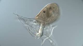 Flatworm larva eats nauplius β timelapse