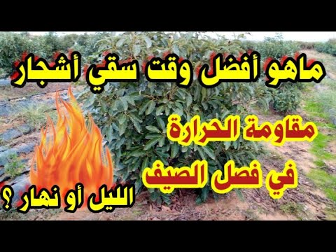 ماهو أفضل وقت سقي ري أشجار المثمرة والخضروات الليل أم النهار في فصل الصيف مقاومة الحرارة