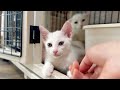 子猫を撫でた瞬間ママ猫から厳しい指導が入りました【白玉ちゃん日記】A strict lesson from Mama cat for stroking her baby.