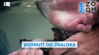 Brání se neznámým jedem. Podívejte se zblízka na bodnutí od žraloka