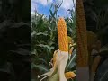 Another corn variety seen at the open day with #BarretAgri and #SouthernFarmAndFuel