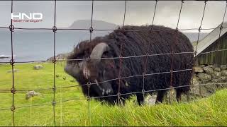 İnsan Nüfusundan Daha Fazla Koyunun Yaşadığı Ülke Faroe Adaları