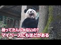 超マイペースなシャンシャン姫＾＾待ってたんじゃないの？（2023/12/25）