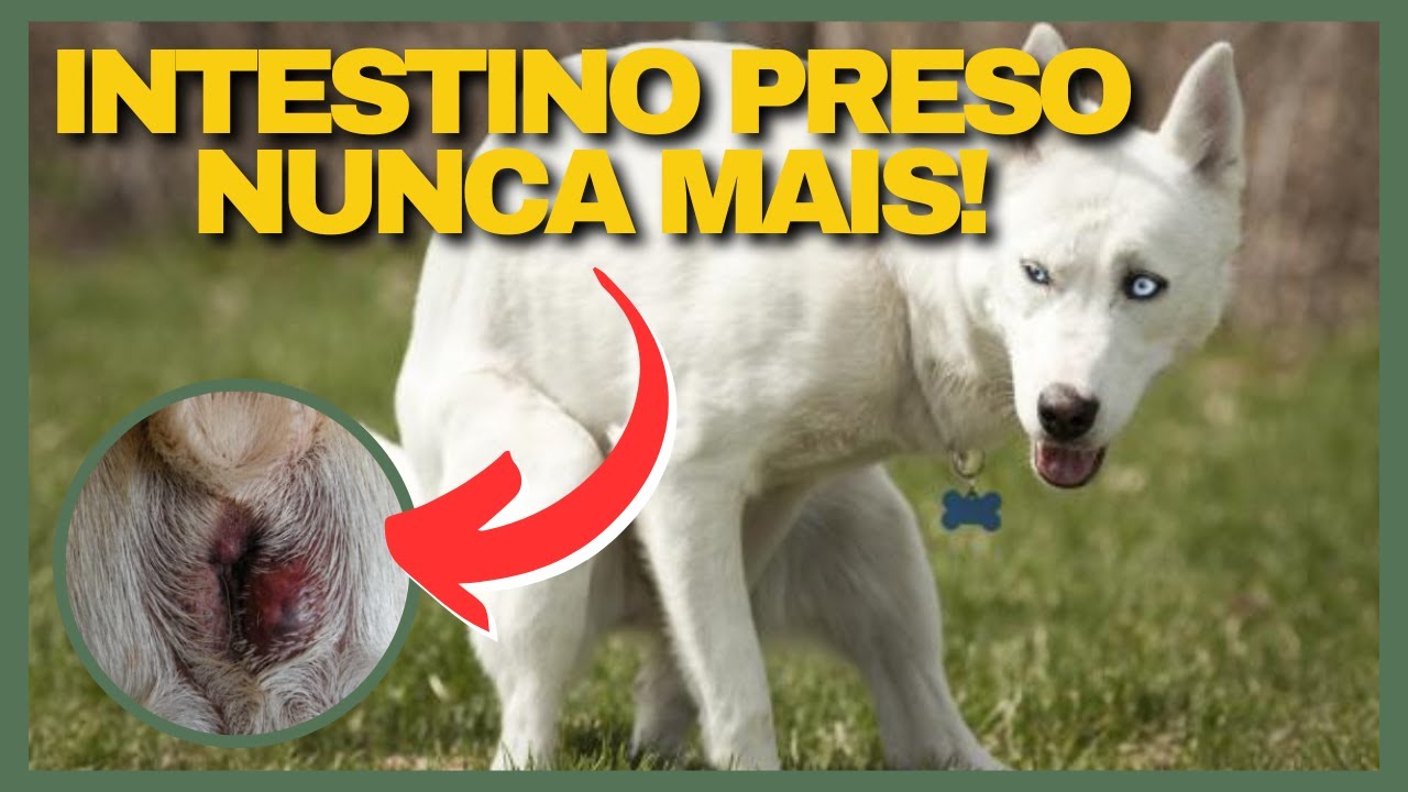 USE ISSO PARA SEU PET DEFECAR! Cachorro Não Consegue Fazer Cocô. Gato ...