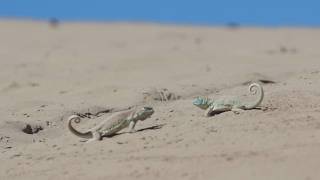 The Guinan Sand Lizard | Official Selection | ALT EFF 2026