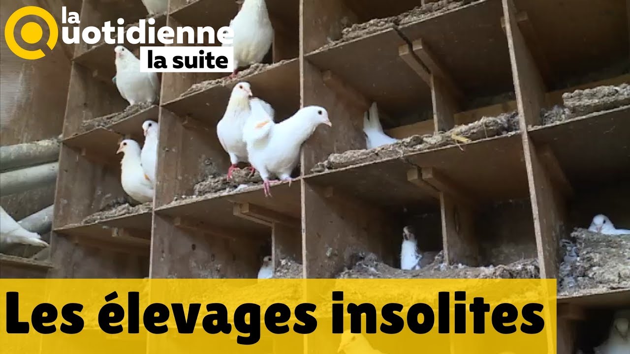 Les élevages insolites - La Quotidienne la suite