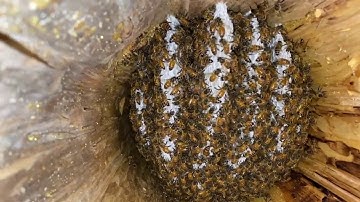 Horizontal log hive design