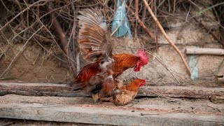 Rooster Action in Slow Motion! Rooster Power Moment 💥 Rooster Power