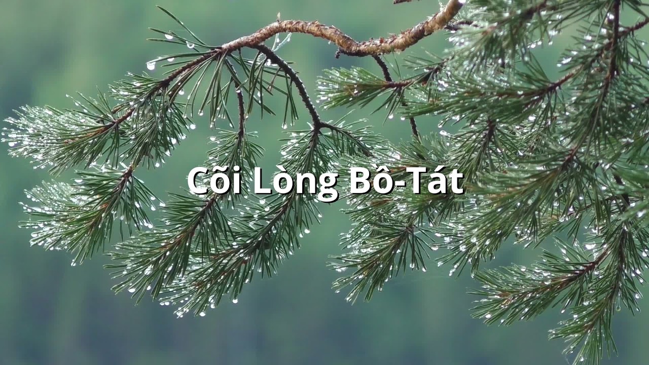 Cõi Lòng Bồ Tát