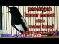Pancingan Kacer Macet Atau Malas Bunyi Agar Selalu Gacor Lagi Mp3 - Mp4 Download
