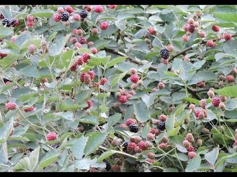 OUACHITA THORNLESS BLACKBERRY, FIRST HARVEST  Zone 6b Southeastern Pa.