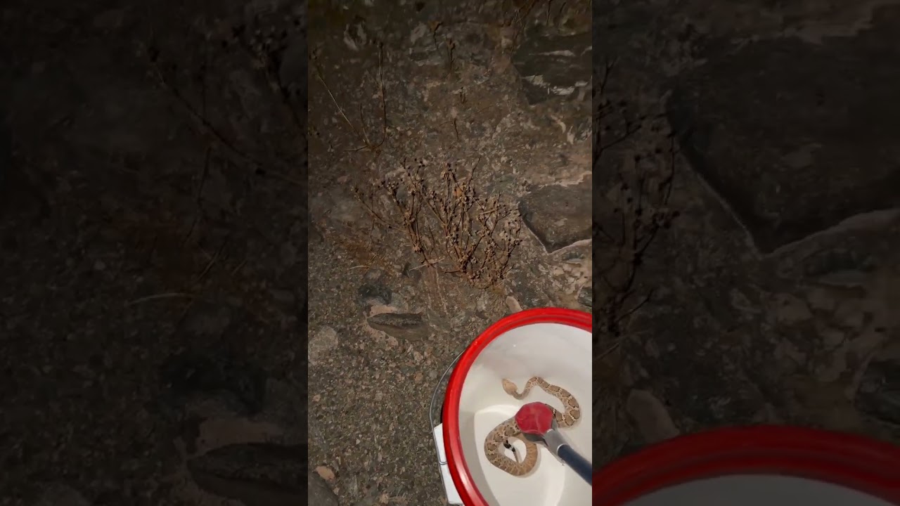 Letting a Rattlesnake Go