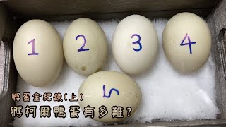 ﹝豆唬&奶鬧 | 柯爾鴨﹞孵蛋全紀錄(上) - 孵化柯爾鴨蛋有多難? (5號蛋蛋是哞菇唷)