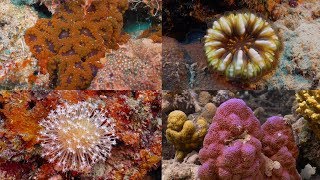 Exploring the Deeper Corals of Nugu Beach, Solomon Islands
