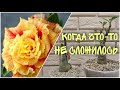 Адениум ПРОБЛЕМЫ адениума Когда “что-то не сложилось”